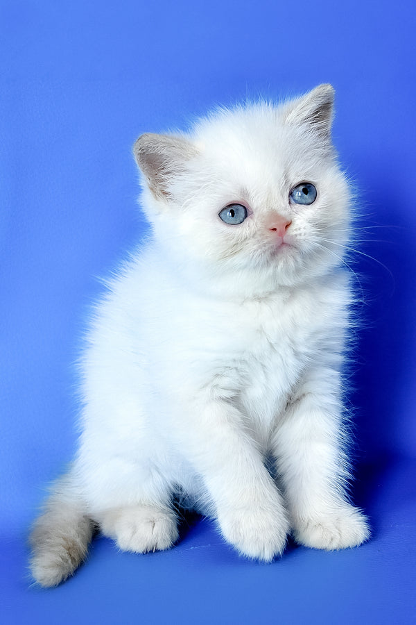 Mickey | Exotic Shorthair Kitten