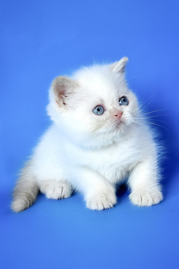 Mickey | Exotic Shorthair Kitten