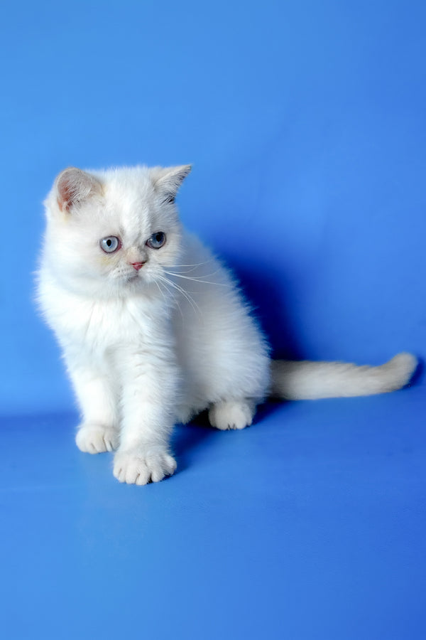 Mickey | Exotic Shorthair Kitten