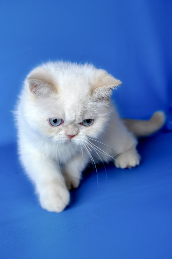 Mickey | Exotic Shorthair Kitten
