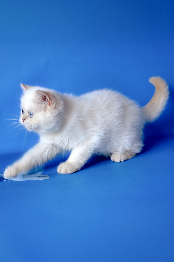 Mickey | Exotic Shorthair Kitten
