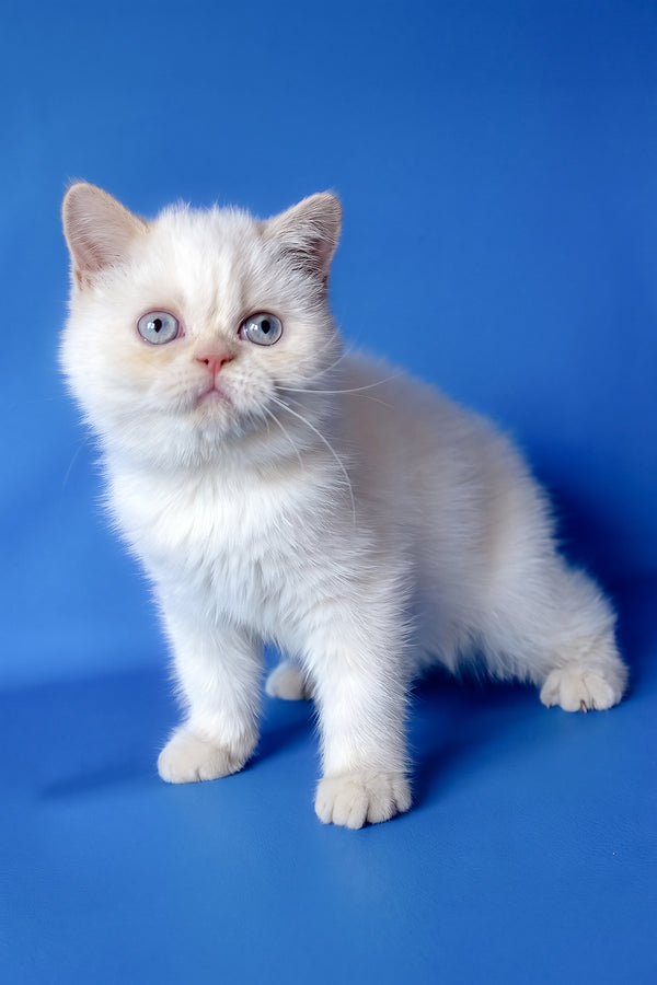 Mickey | Exotic Shorthair Kitten