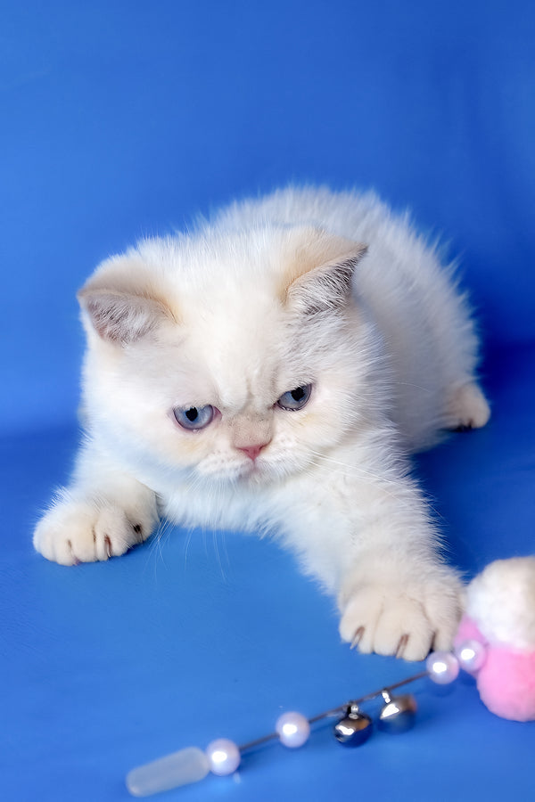 Mickey | Exotic Shorthair Kitten