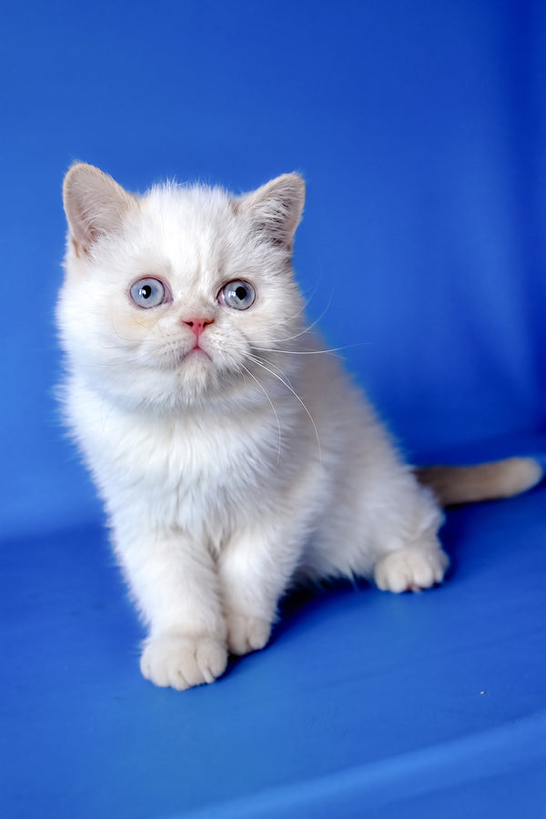 Mickey | Exotic Shorthair Kitten