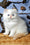 Milo | Persian Kitten