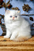 Milo | Persian Kitten