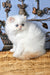 Milo | Persian Kitten