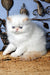 Milo | Persian Kitten
