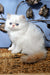 Milo | Persian Kitten