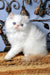 Milo | Persian Kitten