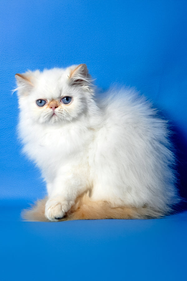 Milo | Persian Kitten