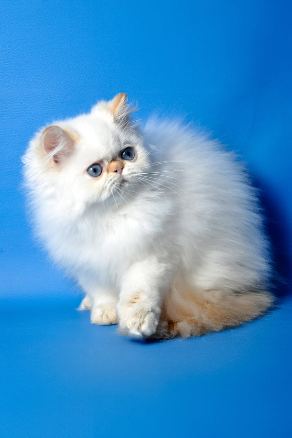 Milo | Persian Kitten