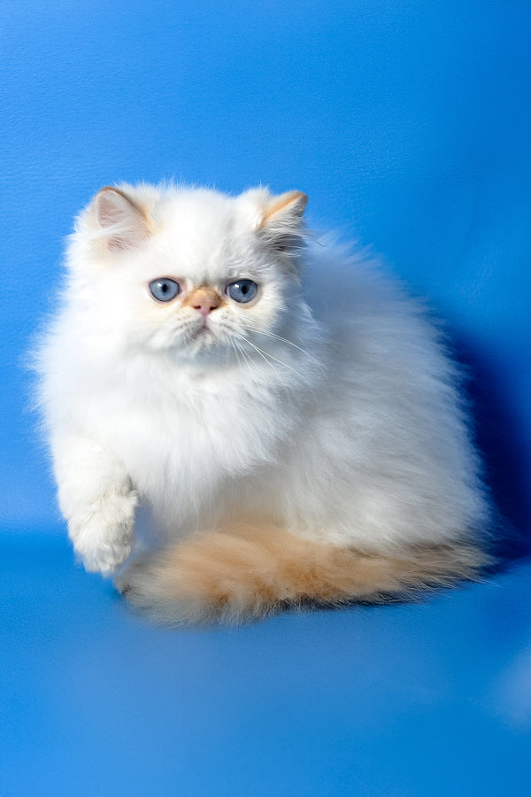 Milo | Persian Kitten