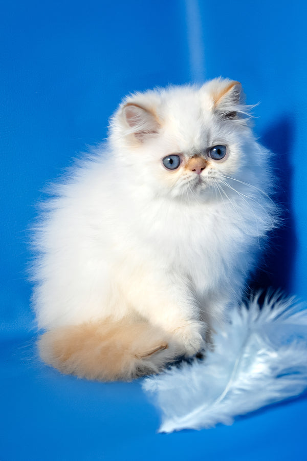 Milo | Persian Kitten