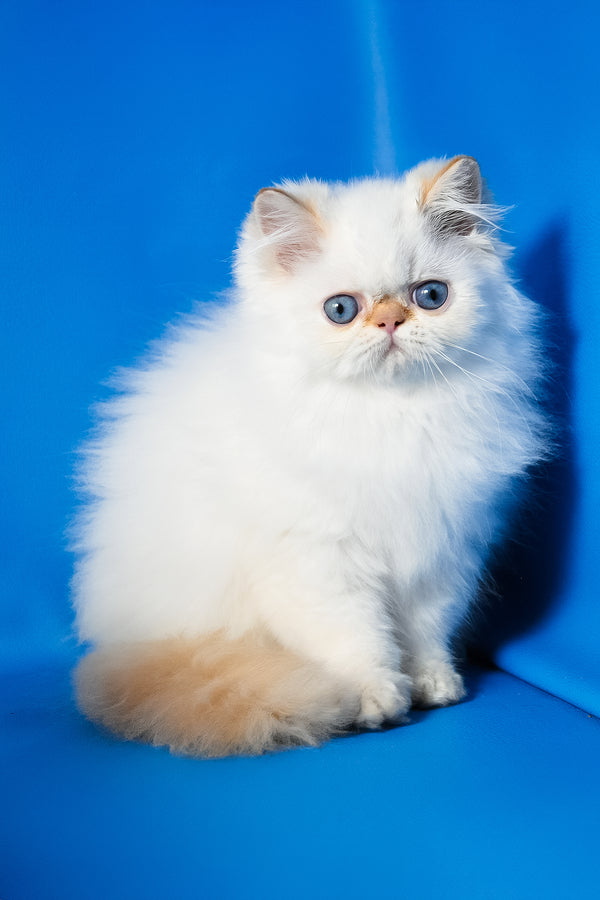 Milo | Persian Kitten
