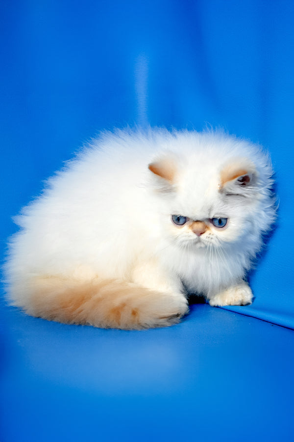 Milo | Persian Kitten