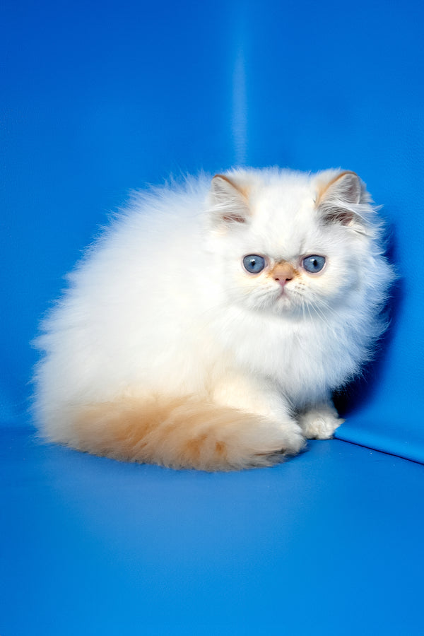 Milo | Persian Kitten