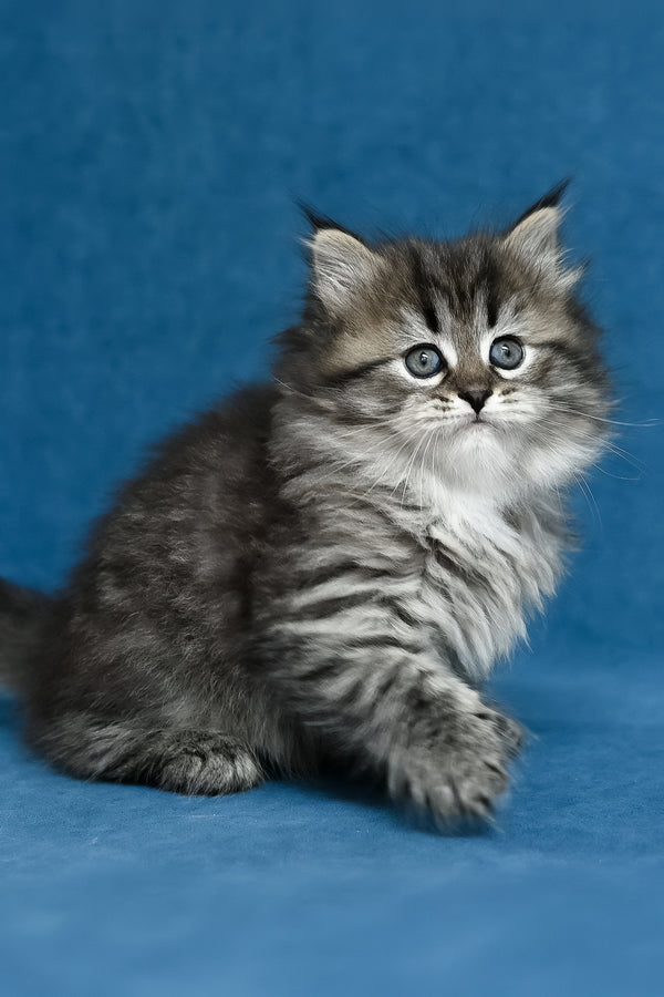 Magda | Siberian Kitten