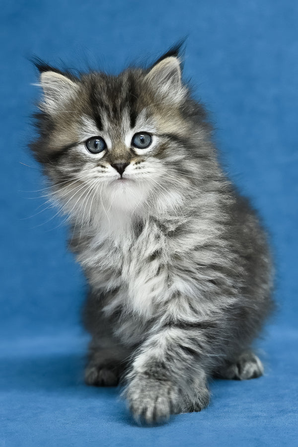 Magda | Siberian Kitten