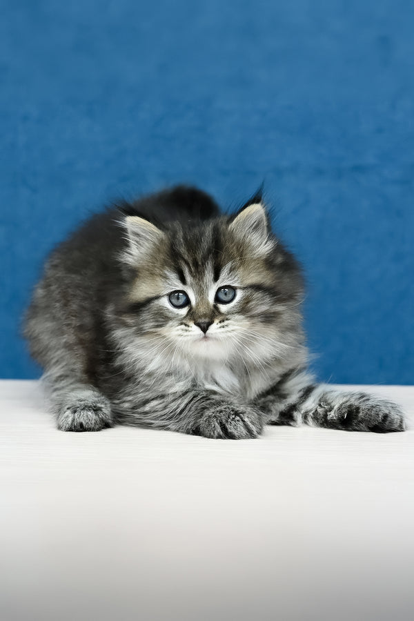 Magda | Siberian Kitten