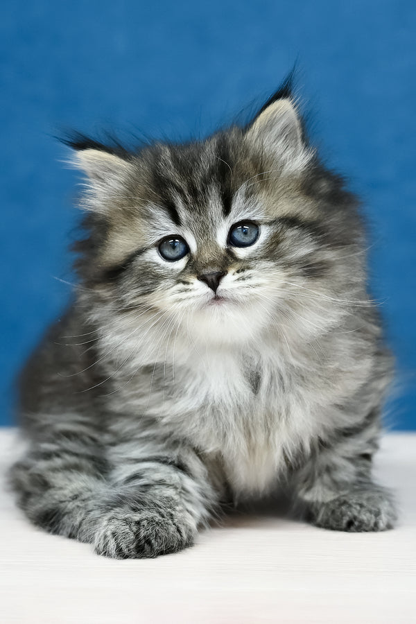 Magda | Siberian Kitten