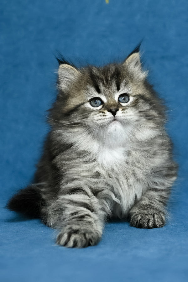 Magda | Siberian Kitten