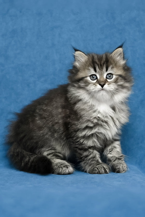 Magda | Siberian Kitten
