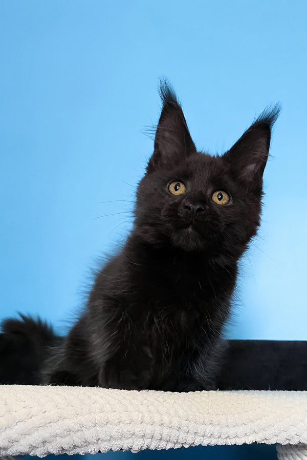 Magia | Maine Coon Kitten