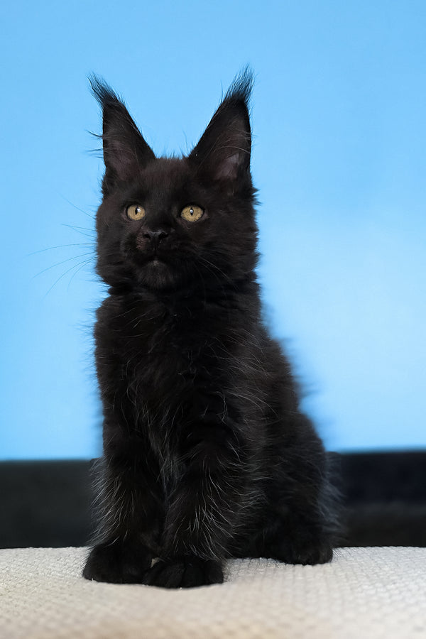 Magia | Maine Coon Kitten