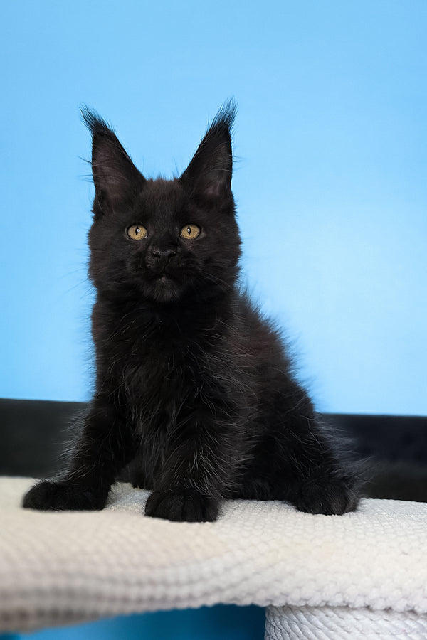 Magia | Maine Coon Kitten