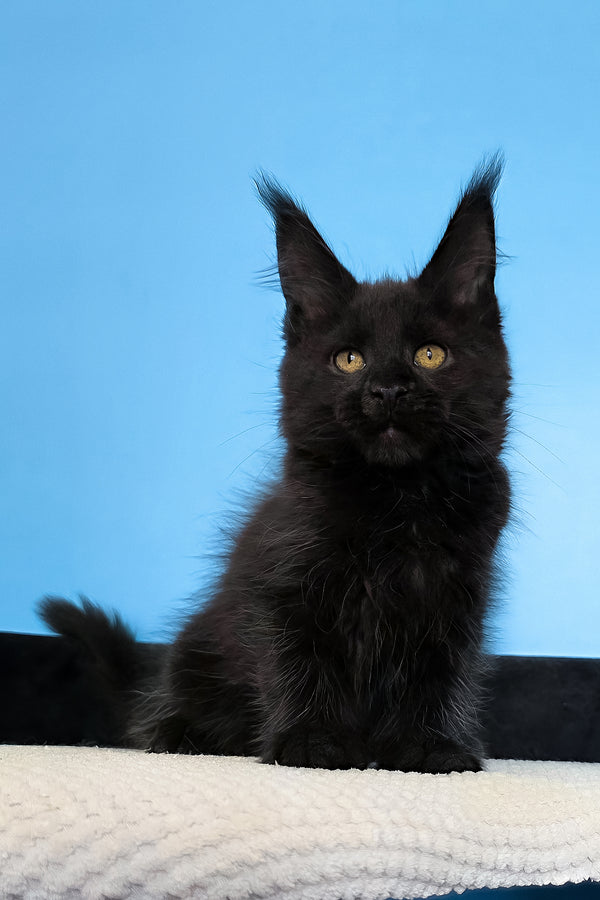 Magia | Maine Coon Kitten