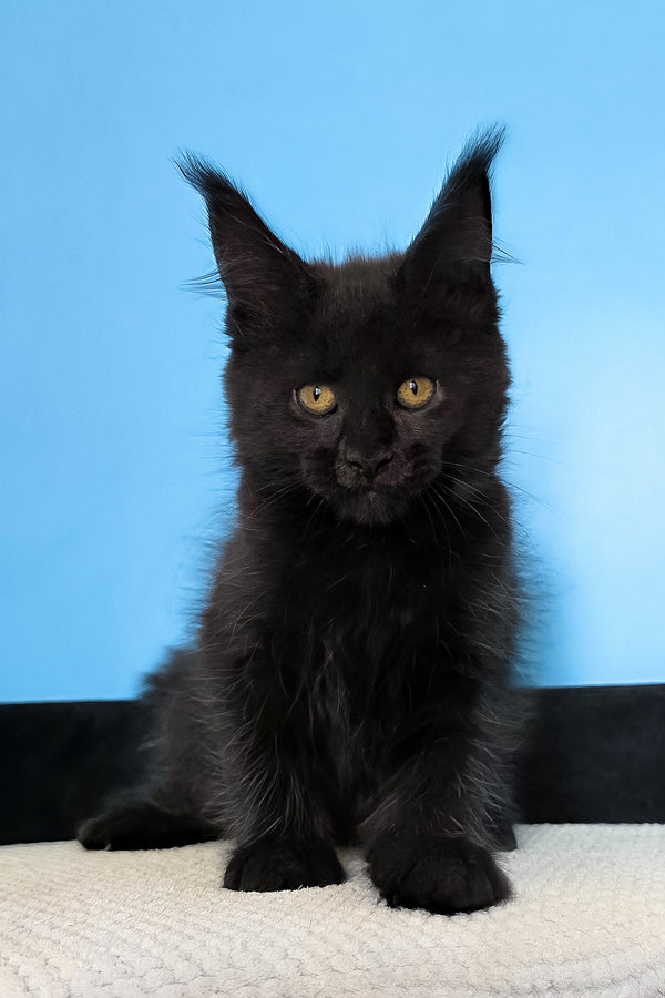 Magia | Maine Coon Kitten