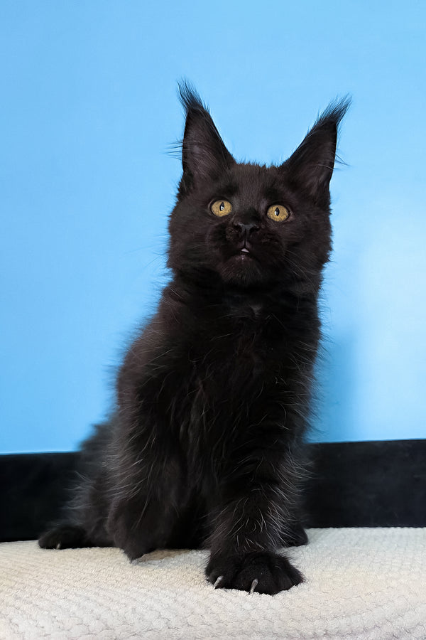 Magia | Maine Coon Kitten