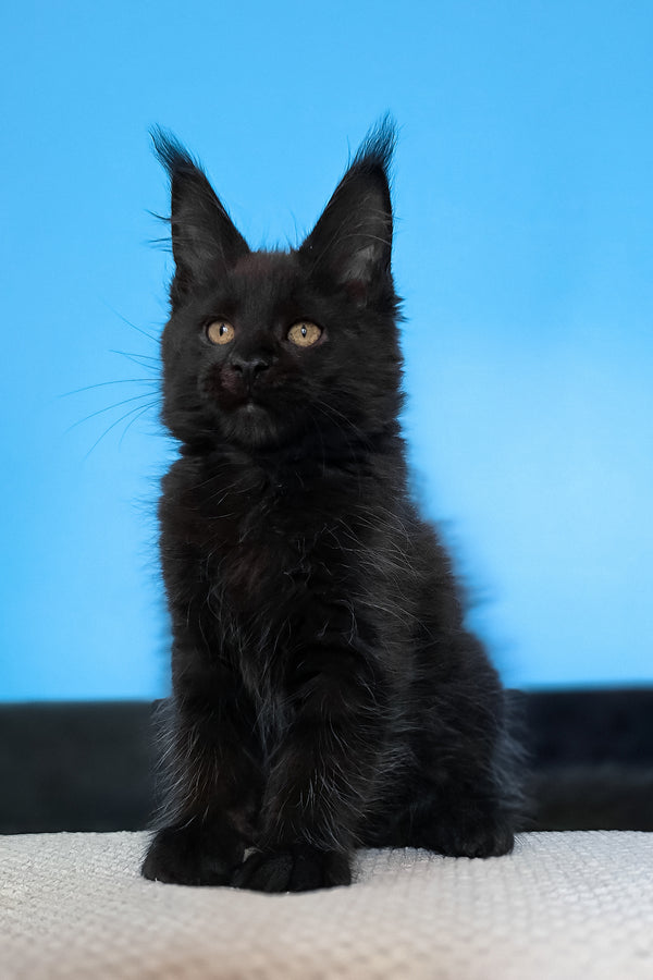 Magia | Maine Coon Kitten