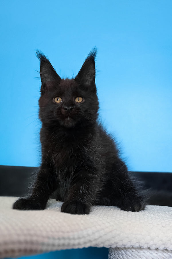 Magia | Maine Coon Kitten