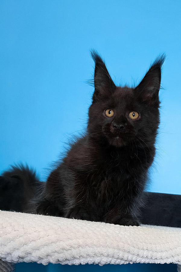 Magia | Maine Coon Kitten