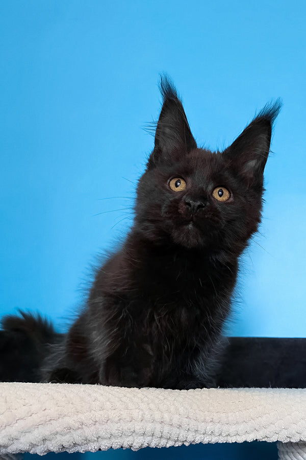 Magia | Maine Coon Kitten