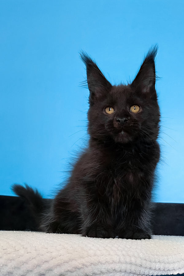 Magia | Maine Coon Kitten