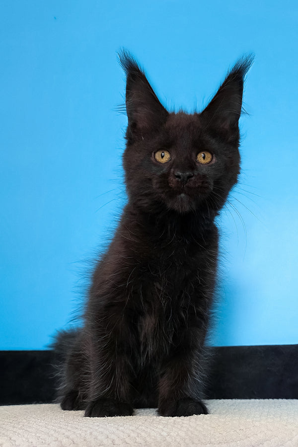 Magia | Maine Coon Kitten