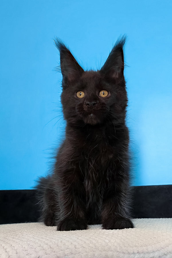 Magia | Maine Coon Kitten