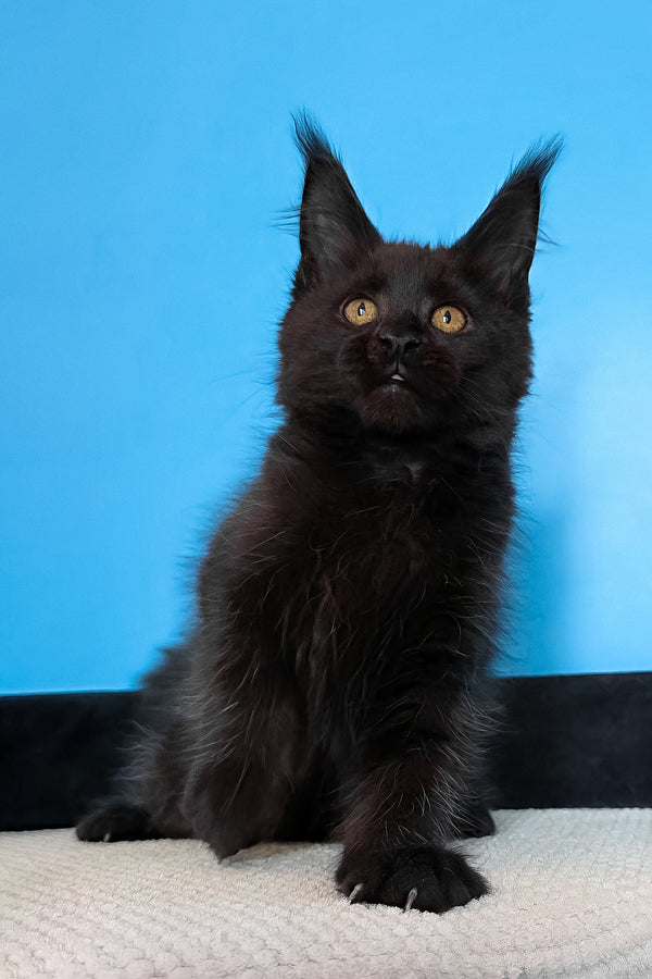 Magia | Maine Coon Kitten