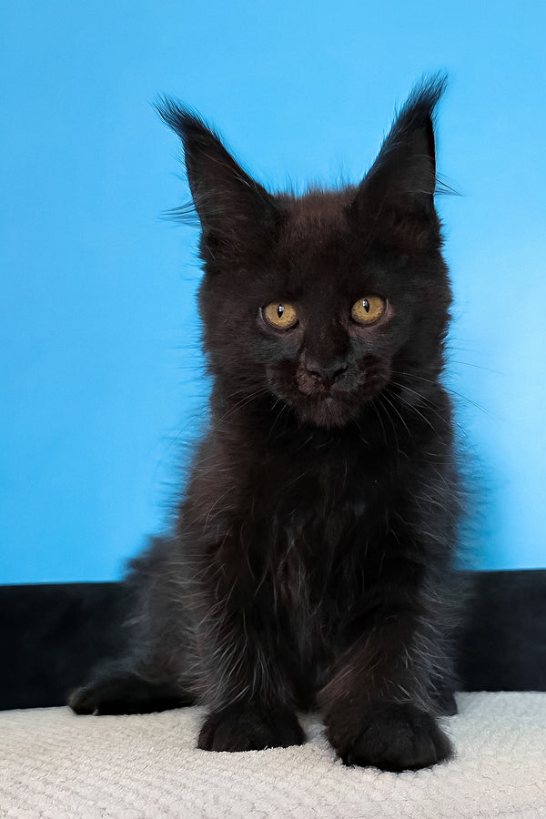 Magia | Maine Coon Kitten