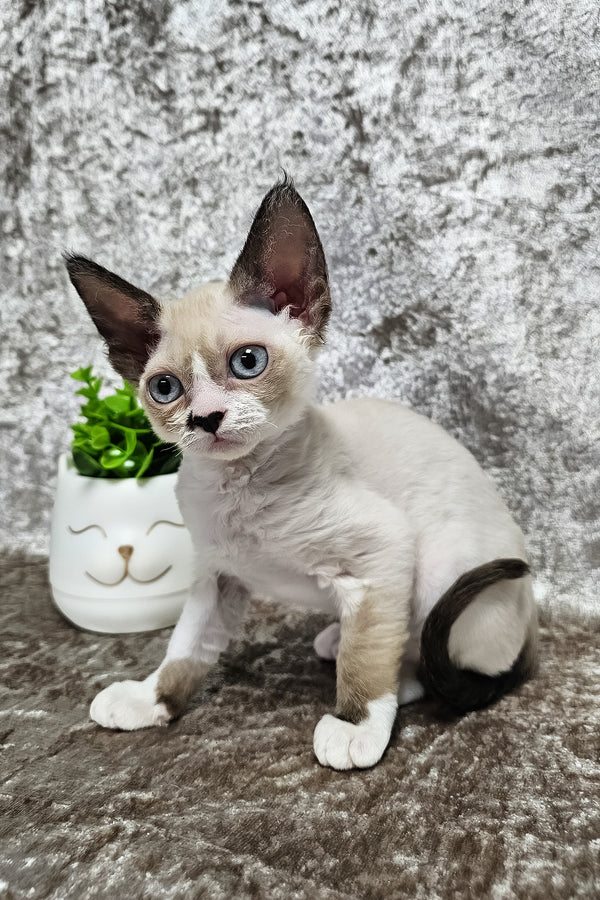 Magico | Devon Rex Kitten