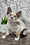 Magico | Devon Rex Kitten