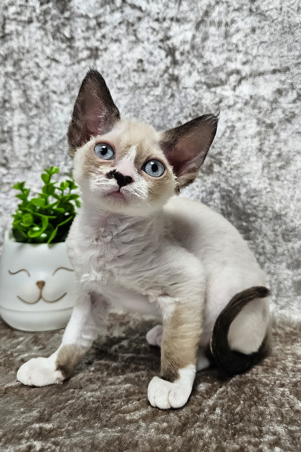 Magico | Devon Rex Kitten