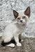 Magico | Devon Rex Kitten