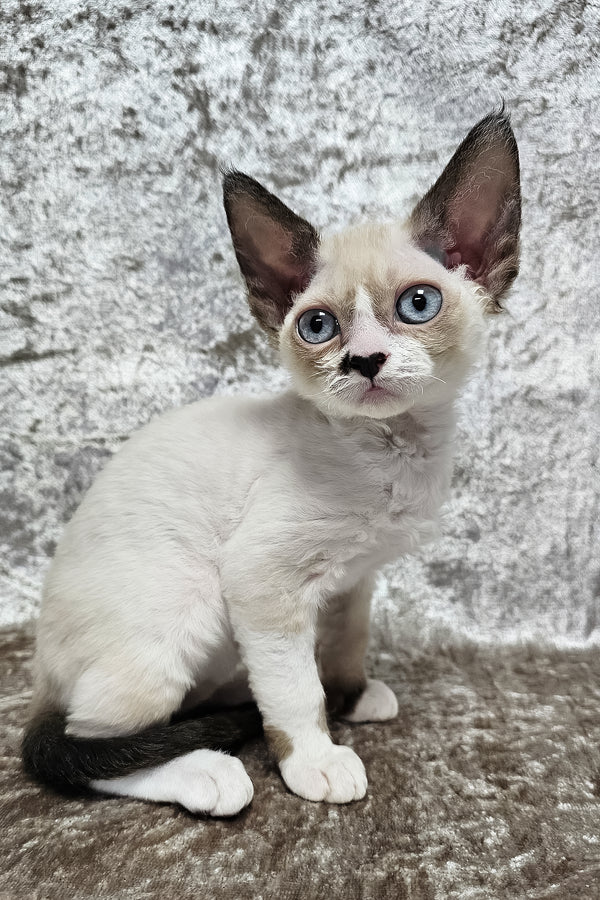 Magico | Devon Rex Kitten