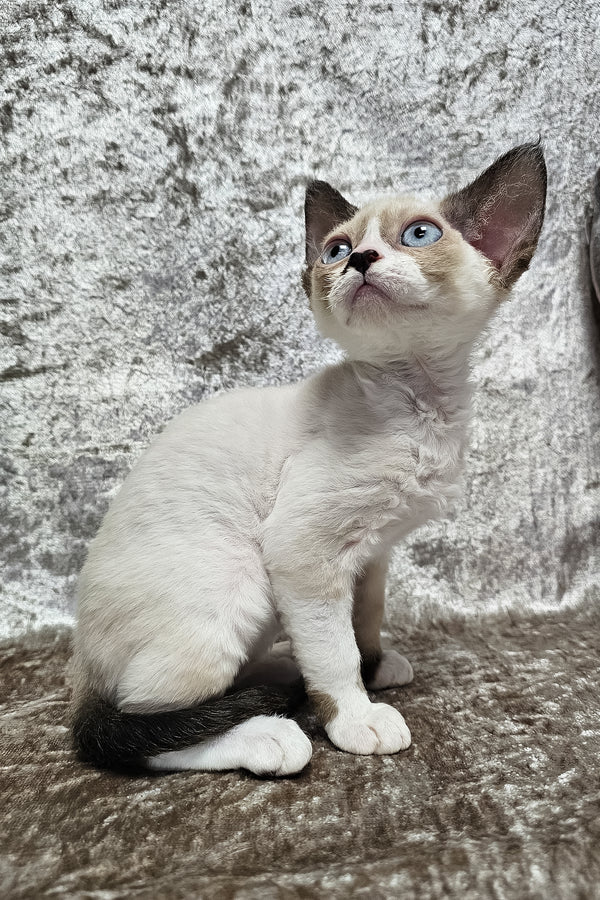 Magico | Devon Rex Kitten