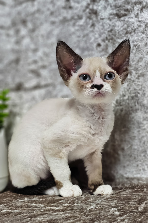 Magico | Devon Rex Kitten
