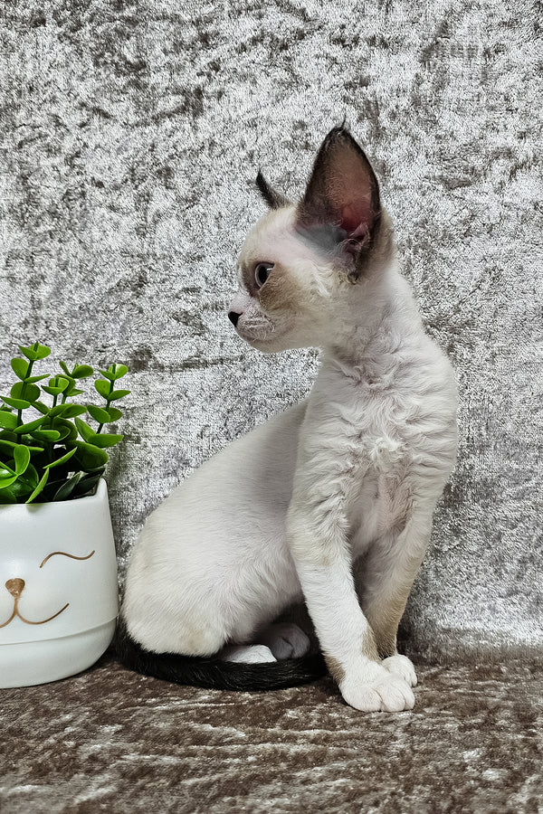 Magico | Devon Rex Kitten